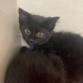 Sparkle Smash -  Domestic Short Hair Cat for Adoption in Mentor, Ohio - Sparkle Smash | PetCurious