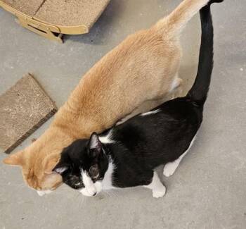 Wyatt -  Domestic Short Hair Cat for Adoption in Austin, Texas - Wyatt | PetCurious