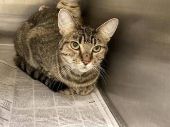 DONITA -  Domestic Short Hair Cat for Adoption in Tustin, California - DONITA | PetCurious