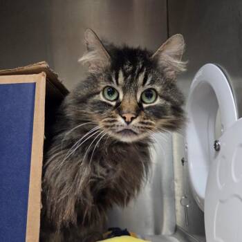 Domestic Medium Hair Cats Available for Adoption in West Olive, Michigan - Zoomo (Chow Hound Grand Haven) | PetCurious