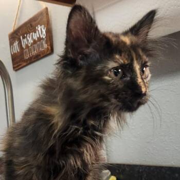 Domestic Long Hair Cats Available for Adoption in Brighton, Missouri - Lyra | PetCurious