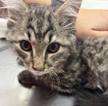 Colt -  Domestic Long Hair and Domestic Short Hair Cat for Adoption in West Chester, Pennsylvania - Colt | PetCurious