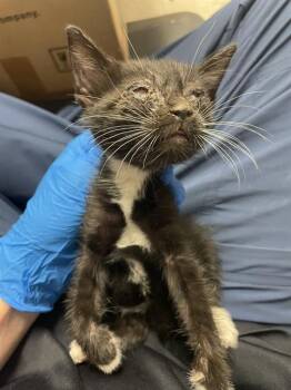 Rescue Domestic Short Hair Cats for Adoption in Stockton, California - YELLOW COLLAR | PetCurious