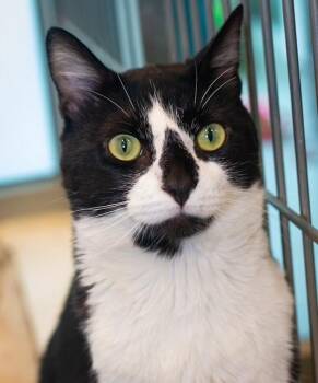 BUG -  Domestic Short Hair Cat for Adoption in Boston, Massachusetts - BUG | PetCurious