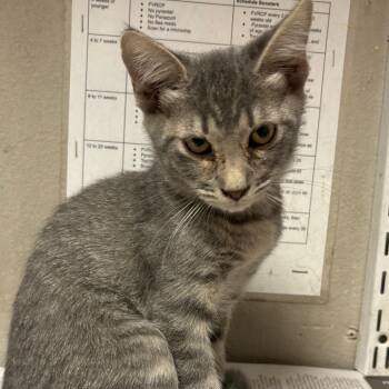 Bart -  Domestic Short Hair Cat for Adoption in Yuma, Arizona - Bart | PetCurious