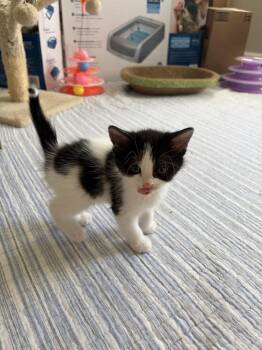 Domestic Long Hair Cats Available for Adoption in Virginia Beach, Virginia - Shamu | PetCurious