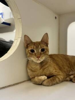 Buffalo Bill -  Domestic Short Hair Cat for Adoption in Vero Beach, Florida - Buffalo Bill | PetCurious