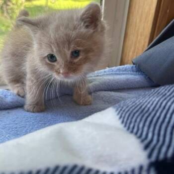 Buttterscotch -  Domestic Medium Hair Cat Available for Adoption in Lakeville, Minnesota - Buttterscotch | PetCurious