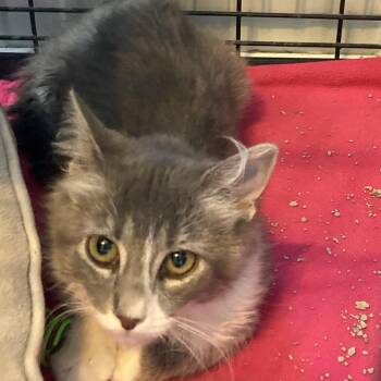 Princess -  Domestic Long Hair Cat for Adoption in Marion, Illinois - Princess | PetCurious