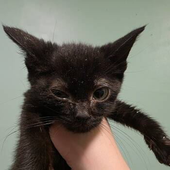 Pavlova -  Domestic Short Hair Cat for Adoption in Leander, Texas - Pavlova | PetCurious