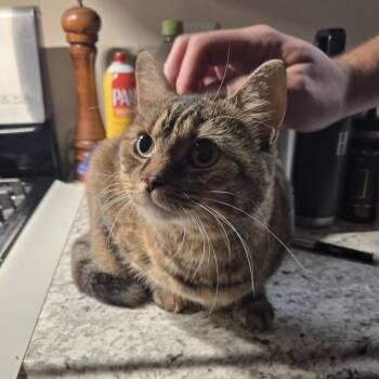 Paisley-Pop -  Domestic Medium Hair Cat for Adoption in Lemoyne, Pennsylvania - Paisley-Pop | PetCurious