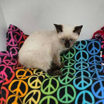 Joan Jett -  Domestic Short Hair Cat for Adoption in Duncan, Oklahoma - Joan Jett | PetCurious