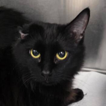 Piper -  Domestic Medium Hair Cat for Adoption in Williston, Florida - Piper | PetCurious
