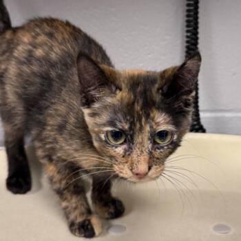 Maple Muffin -  Domestic Short Hair Cat for Adoption in Greenville, South Carolina - Maple Muffin | PetCurious