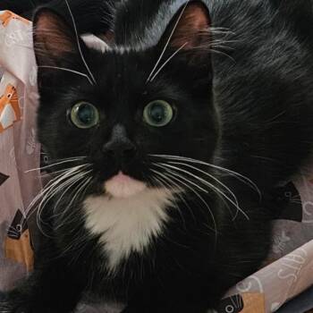 Pixie -  Domestic Short Hair Cat for Adoption in Los Angeles, California - Pixie | PetCurious