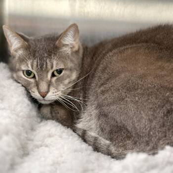Ash -  Domestic Short Hair Cat for Adoption in Austin, Texas - Ash | PetCurious