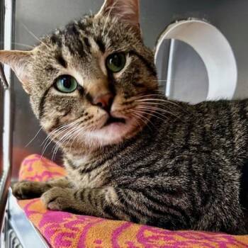 American Shorthair Cats Available for Adoption in Poplar Bluff, Missouri - Clover | PetCurious