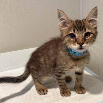 IVHS-Stray-142490 -  Domestic Medium Hair Cat for Adoption in San Gabriel, California - IVHS-Stray-142490 | PetCurious