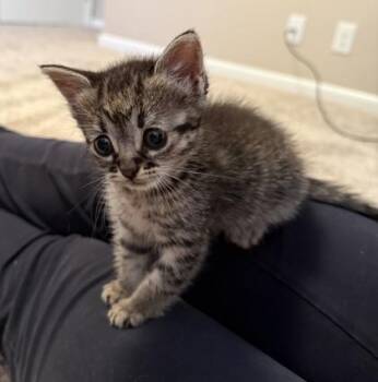 Pebble -  Domestic Short Hair Cat for Adoption in Fort Worth, Texas - Pebble | PetCurious