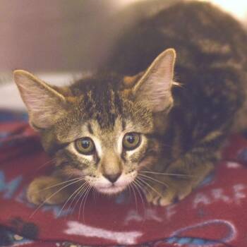 Penelope -  Domestic Short Hair Cat for Adoption in Belleville, Illinois - Penelope | PetCurious