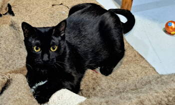 Rescue Domestic Short Hair Cats for Adoption in Amelia, Ohio - Winnie | PetCurious