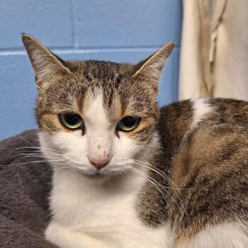 Rescue Domestic Short Hair Cats for Adoption in Lowell, Arkansas - Parfait | PetCurious