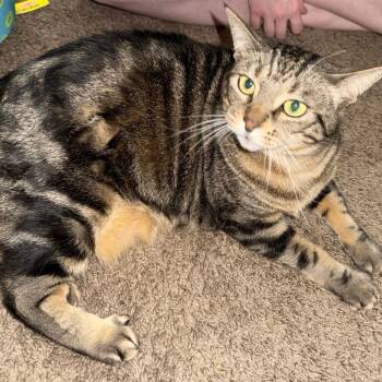 Rescue American Shorthair Cats for Adoption in Livingston, Texas - Chanel | PetCurious