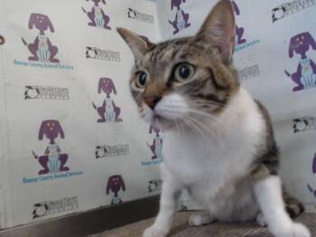 Domestic Short Hair Cats Available for Adoption - NINA | PetCurious
