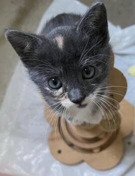 April Bee -  Domestic Short Hair Cat for Adoption in Oceanside, California - April Bee | PetCurious