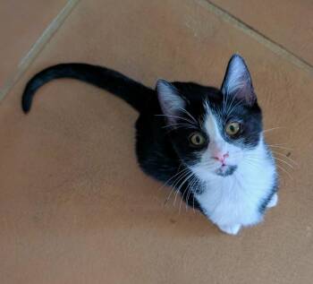 Smeagol -  Domestic Short Hair Cat for Adoption in Tucson, Arizona - Smeagol | PetCurious
