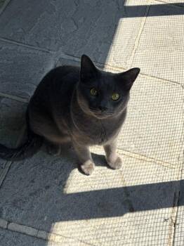 Bluest -  Domestic Short Hair Cat for Adoption in Port Jervis, New York - Bluest | PetCurious