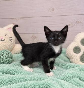 Pepper -  Domestic Short Hair Cat for Adoption in Lafayette, Louisiana - Pepper | PetCurious