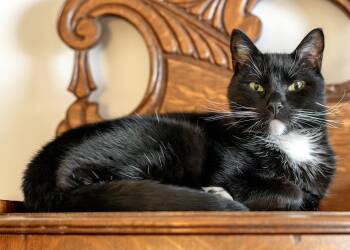 Domestic Short Hair Cats Available for Adoption in Buford, Georgia - Lil Dunkin | PetCurious