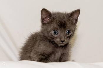 Marshmallow -  Domestic Short Hair Cat for Adoption in Denver, Colorado - Marshmallow | PetCurious