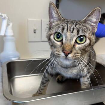 Domestic Short Hair Cats Available for Adoption in Tuscaloosa, Alabama - Popcorn | PetCurious