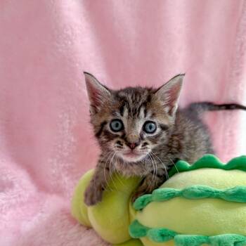 Tabby Cats Available for Adoption in New Orleans, Louisiana - Spudly | PetCurious