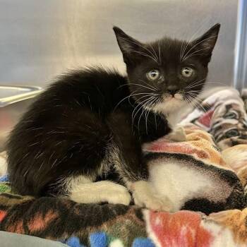 Zeppelin -  Domestic Short Hair Cat for Adoption in Oakland, California - Zeppelin | PetCurious