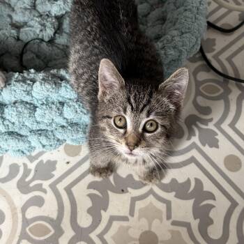 Melanie -  Domestic Short Hair Cat for Adoption in East Amherst, New York - Melanie | PetCurious