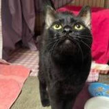 Domestic Short Hair Cats Available for Adoption in Ramona, California - Beatrice | PetCurious