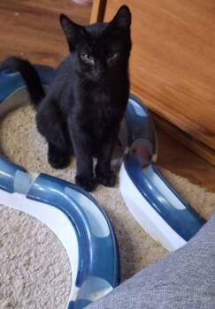 Rescue Domestic Short Hair Cats for Adoption in Pocatello, Idaho - Stowaway | PetCurious