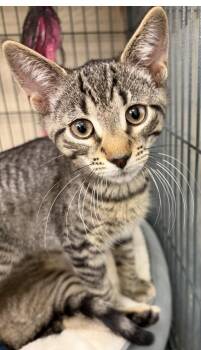 HERMES -  Domestic Short Hair Cat for Adoption in Smithtown, New York - HERMES | PetCurious