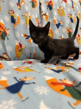 Jones -  Domestic Short Hair Cat for Adoption in Newberg, Oregon - Jones | PetCurious