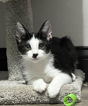 Rescue Domestic Short Hair Cats for Adoption - JC | PetCurious