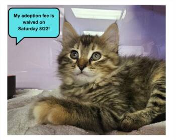 FLUFFY* -  Domestic Medium Hair Cat for Adoption in Santa Cruz, California - FLUFFY* | PetCurious