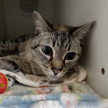 Siamese Cats Available for Adoption in Sarasota, Florida - Mia | PetCurious