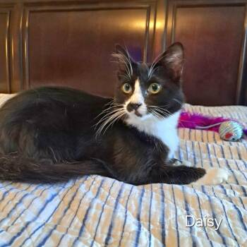 Daisy -  Domestic Short Hair Cat for Adoption in Groveland, Massachusetts - Daisy | PetCurious