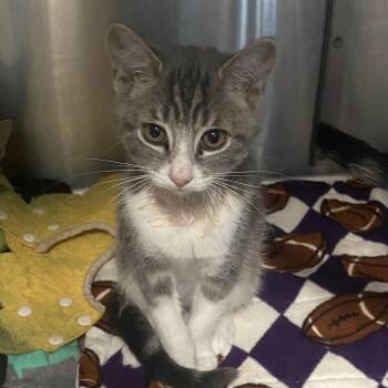 Rescue Domestic Short Hair Cats for Adoption in Belleville, Michigan - Mystery | PetCurious