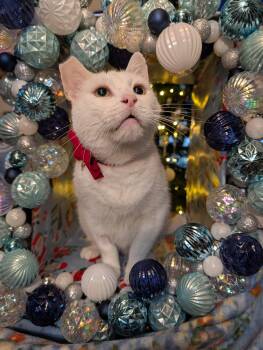 Snowball -  Domestic Short Hair Cat for Adoption in Villa Park, California - Snowball | PetCurious