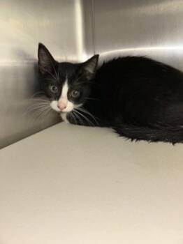 Nancy -  Domestic Short Hair Cat for Adoption in Picayune, Mississippi - Nancy | PetCurious