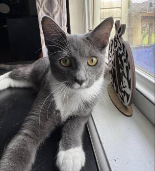 Baby Bearcat -  Domestic Short Hair Cat for Adoption in Cincinnati, Ohio - Baby Bearcat | PetCurious
